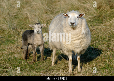 Zwei Hausschafe (Ovis Orientalis Aries), Mutterschaf mit Lamm Stockfoto