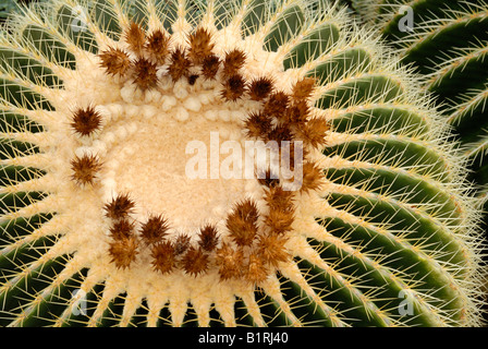 Golden Barrel Cactus, goldene Kugel (Echinocactus Grusonii) Stockfoto