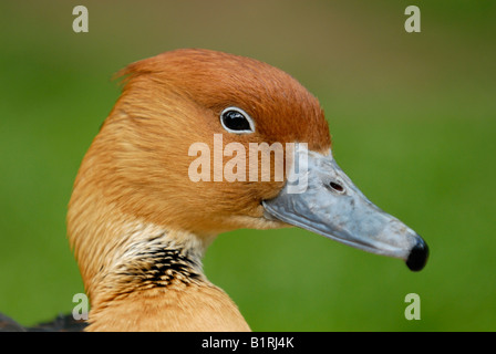 Fulvous Pfeifen Ente (Dendrocygna bicolor) Stockfoto