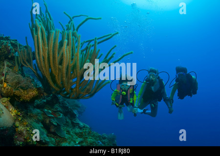 Drei Taucher, Mutter und Töchter, über ein Korallenriff Tauchen Roatan, Honduras, Mittelamerika, Karibik Stockfoto