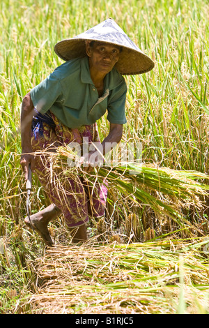 Alte Frau in einem Reisfeld arbeiten mit traditionellen Stroh Hut, Insel Lombok, kleinen Sunda-Inseln, Indonesien, Asien Stockfoto