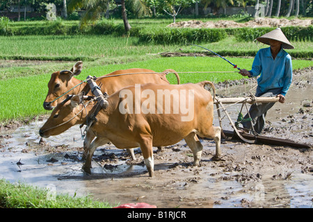 Landwirt Anbau Reisfeld, Paddy mit zwei Ochsen ziehen einen Pflug, der Insel Lombok, kleinen Sunda-Inseln, Indonesien, Asien Stockfoto