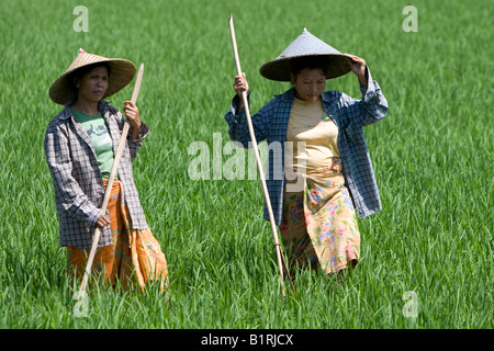 Zwei Frauen halten Werkzeuge stehen in einem großen Reis Feld, Paddy, Insel Lombok, Lesser Sunda-Inseln, Indonesien, Asien Stockfoto