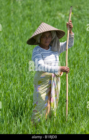 Frau, die in einem großen Reisfeld, Paddy, halten eines Werkzeugs, Insel Lombok, kleinen Sunda-Inseln, Indonesien, Asien Stockfoto