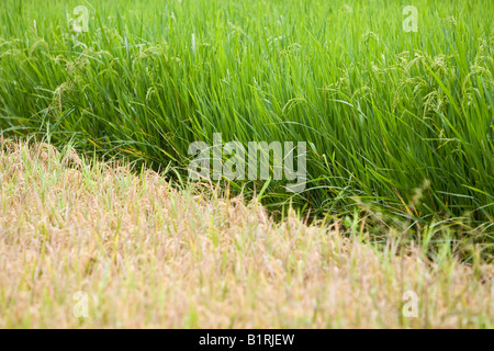 Zwei Reisfelder mit verschiedenen Arten von Reis und in unterschiedlichen Stadien der Reife, Insel Lombok, kleinen Sunda-Inseln, Indonesien, Stockfoto