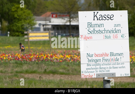 Schild mit der Aufschrift Blumen Selbst Schneiden, Blumen wählen Sie selbst, Bereich der Tulpen, Menschen halten Blumen, Bergstraße Berg rout Stockfoto