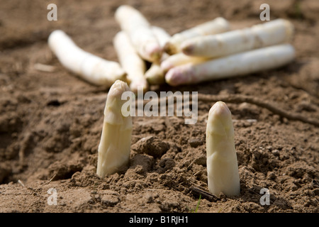 Spargel wächst auf einem Feld, Bergstraße Bergstraße, Hessen, Deutschland, Europa Stockfoto