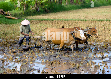 Reisbauer Bodenbearbeitung seine Paddy mit zwei Ochsen, Insel Lombok, kleinen Sunda-Inseln, Indonesien, Asien Stockfoto