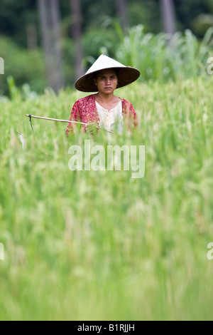 Frau trägt einen traditionellen Strohhut zu Fuß durch ein Reisfeld fahren weg Vögel mit einem Stock, der Insel Lombok, weniger Sonne Stockfoto