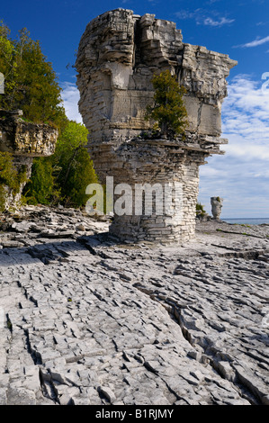 Meer-Stacks steigt aus Niagara Escarpment Kalkstein am Blumentopf Insel Bruce Peninsula Ontario Stockfoto