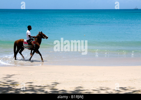 Pferd und Reiter auf einem weißen karibischen Strand mit dem türkisfarbenen karibischen Meer. Stockfoto