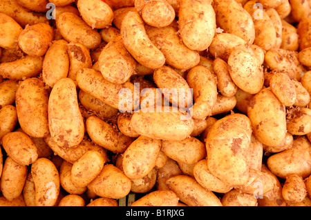 Neue Kartoffeln (Solanum Tuberosum) auf den Markt, Nürnberg, Middle Franconia, Bayern, Deutschland, Europa Stockfoto