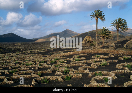Weinbau, Lavafelder, Yaiza, Lanzarote, Kanarische Inseln, Spanien Stockfoto