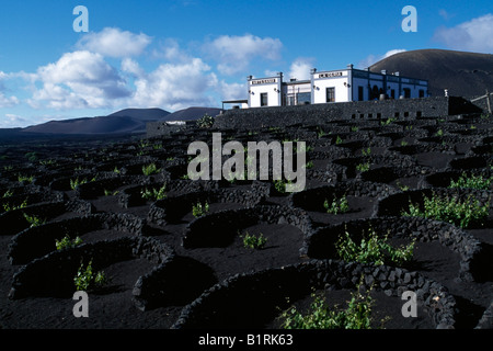 Weinbau, Lavafelder, Yaiza, Lanzarote, Kanarische Inseln, Spanien Stockfoto