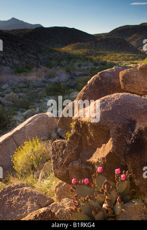 Wildblumen, einschließlich ein Beavertail Kaktus in Coyote Canyon Anza Borrego Desert State Park Kalifornien Wüste Stockfoto