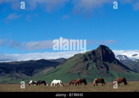 Islandpferde, Hoefn, Island Stockfoto