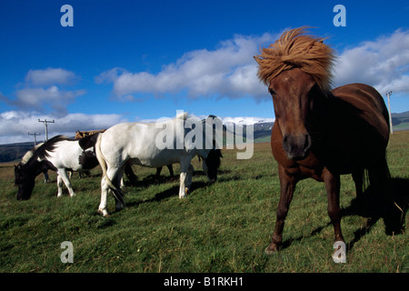 Islandpferde, Hoefn, Island Stockfoto