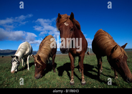 Islandpferde, Hoefn, Island Stockfoto