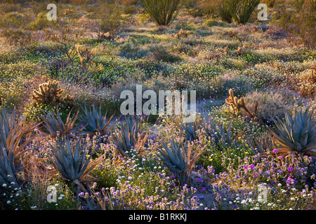 Wildblumen in Coyote Canyon Anza Borrego Desert State Park Kalifornien Wüste Stockfoto