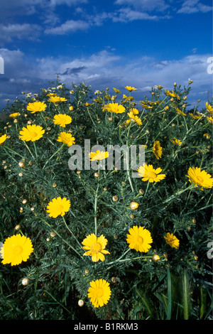 Wiese Blumen, Basilikata, Italien Stockfoto