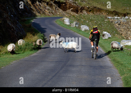 Biker trifft Schafe auf einer Straße, Irland Stockfoto