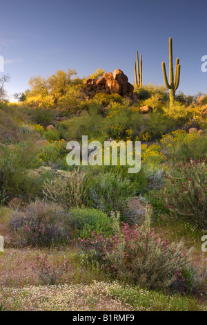 Wildblumen und Kaktus im Saguaro Lake im Tonto National Forest in der Nähe von Fountain Hills außerhalb von Phoenix Arizona Stockfoto