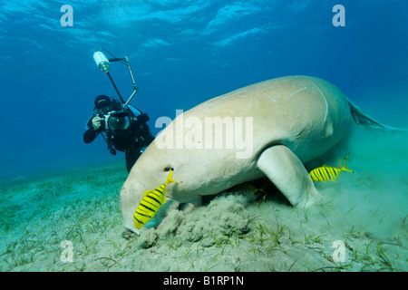 Dugong (Dugong Dugon) und zwei goldenen Makrelen Fische (Gnathanodon Speciosus), Shaab Marsa Alam, Rotes Meer, Ägypten, Afrika Stockfoto