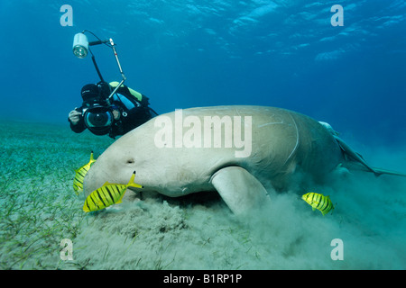 Dugong (Dugong Dugon) und drei goldenen Trevally Fischen (Gnathanodon Speciosus), Shaab Marsa Alam, Rotes Meer, Ägypten, Afrika Stockfoto