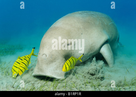 Dugong (Dugong Dugon) und drei goldenen Trevally Fischen (Gnathanodon Speciosus), Shaab Marsa Alam, Rotes Meer, Ägypten, Afrika Stockfoto