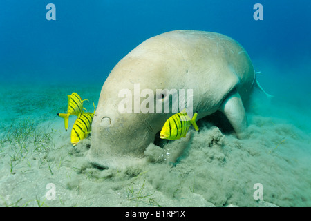 Dugong (Dugong Dugon) und drei goldenen Trevally Fischen (Gnathanodon Speciosus), Shaab Marsa Alam, Rotes Meer, Ägypten, Afrika Stockfoto