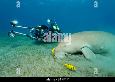 Dugong (Dugong Dugon) und zwei goldenen Makrelen Fische (Gnathanodon Speciosus), Shaab Marsa Alam, Rotes Meer, Ägypten, Afrika Stockfoto