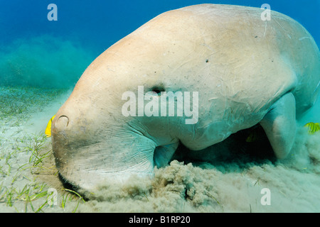 Dugong (Dugong Dugon) und zwei goldenen Makrelen Fische (Gnathanodon Speciosus), Shaab Marsa Alam, Rotes Meer, Ägypten, Afrika Stockfoto