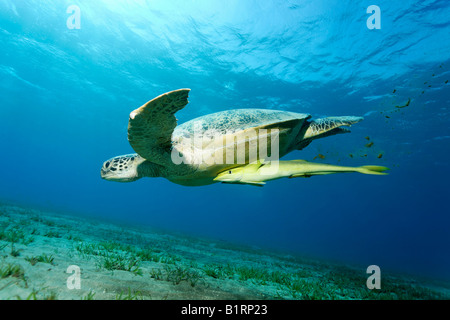 Grüne Meeresschildkröte (Chelonia Mydas) und Suckerfish, Hurghada, Rotes Meer, Ägypten, Afrika Stockfoto