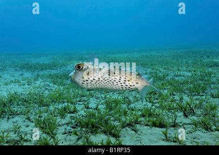 Yellowspotted Pufferfish oder Burrfish (Chilomycterus Spilostylus) schwimmen über eine Algen Wiese, Rotes Meer, Sharm el Sheikh, Hurg Stockfoto