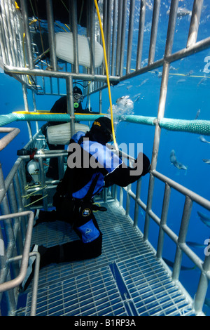 Taucher in einem Käfig beobachten, ein großer weißer Hai (Carcharodon Carcharias), Guadalupe Island, Mexiko, Pazifik, Nordamerika Stockfoto