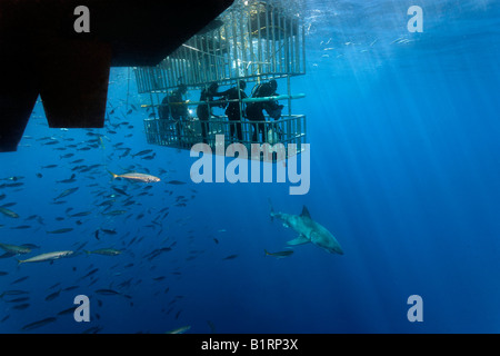 Taucher in einem Käfig beobachten, ein großer weißer Hai (Carcharodon Carcharias), Guadalupe Island, Mexiko, Pazifik, Nordamerika Stockfoto