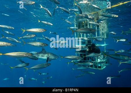 Taucher in einem Käfig beobachten, ein großer weißer Hai (Carcharodon Carcharias), Guadalupe Island, Mexiko, Pazifik, Nordamerika Stockfoto