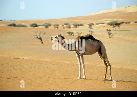 Dromedar Kamel (Camelus Dromedarius) in der Wüste vor Kiefern, Wahiba Sands, Oman, Arabische Halbinsel, Naher Osten Stockfoto