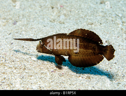 Peacock Razorfish (Xyrichtys Pavo), juvenile, Schwimmen über sandigen Meeresboden, Halbinsel Musandam, Oman, Arabische Halbinsel, Ind Stockfoto