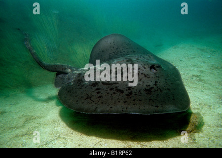 Blackspotted Stingray oder Blotched Fantail Ray (Taeniura Meyeni) schwimmen über sandigen Meeresboden, Oman, Arabische Halbinsel, fossi Stockfoto