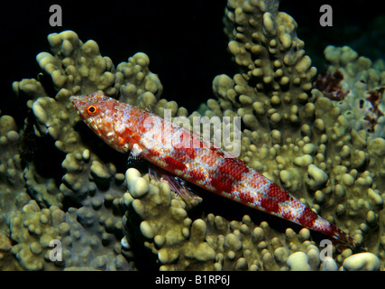 Eine bunte Eidechsenfisch (Synodus Variegatus), warten auf Essen, Musandam, Oman, Saudi-Arabien, Arabische Halbinsel, Mittelasien, Asien Stockfoto