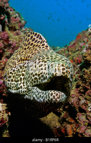 Honeycomb Moray oder geschnürt Muräne (Gymnothorax Favagineus) aus einem Korallenriff, Oman, Arabien, Indischer Ozean, Asien Stockfoto