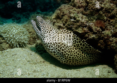 Honeycomb Moray oder geschnürt Muräne (Gymnothorax Favagineus) aus einem Korallenriff, Oman, Arabien, Indischer Ozean, Asien Stockfoto