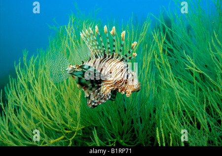 Rot Rotfeuerfisch (Pterois Volitans) suchen Schutz in den Zweigen einer schwarze Koralle, Musandam, Oman, Arabische Halbinsel, indisch Stockfoto