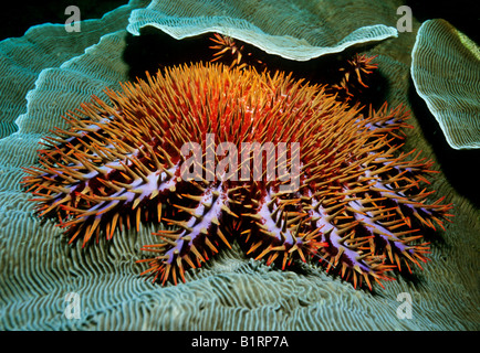 Die Krone von Dornen Star Raubfische (Acanthaster Planci) ernährt sich von den Polypen Stony Coral (Scleractiniaor), Oman, Arabi Stockfoto