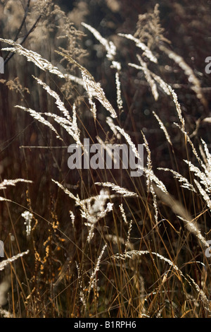 Hinterleuchtete Gräser Stockfoto