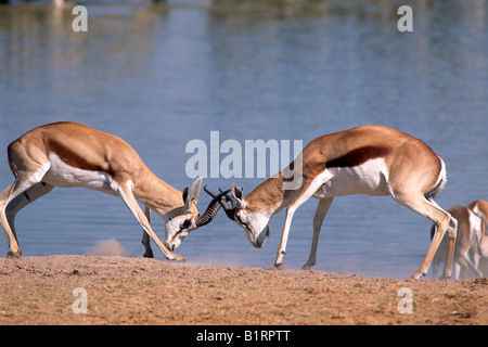 Springbock (Antidorcas Marsupialis) kämpfen, Etosha Nationalpark, Namibia, Afrika Stockfoto