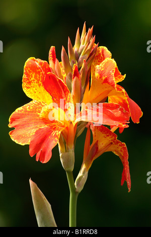 Saka Siri, indischen Schuss oder Canna (Canna Indica) Blumen, Deutschland Stockfoto