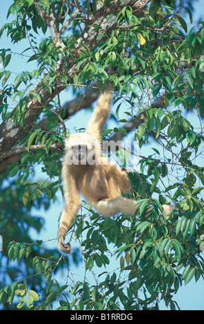 Muellers Bornean oder grau Gibbon (Hylobates Muelleri) Stockfoto