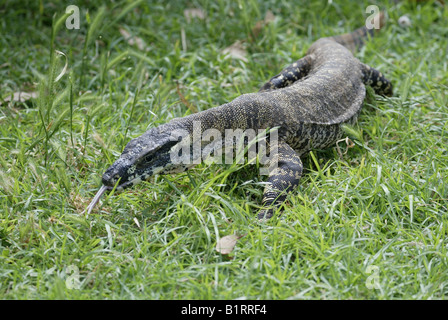 Spitzen-Waran oder Spitze Goanna (Varanus Varius), Australien Stockfoto